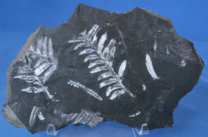 <i>Alethopteris/Pecopteris/Neuropteris</i> - fossil fern